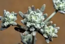 خواص کلپوره(مریم نخودی)؛ از درمان کبد چرب تا مشکلات معده