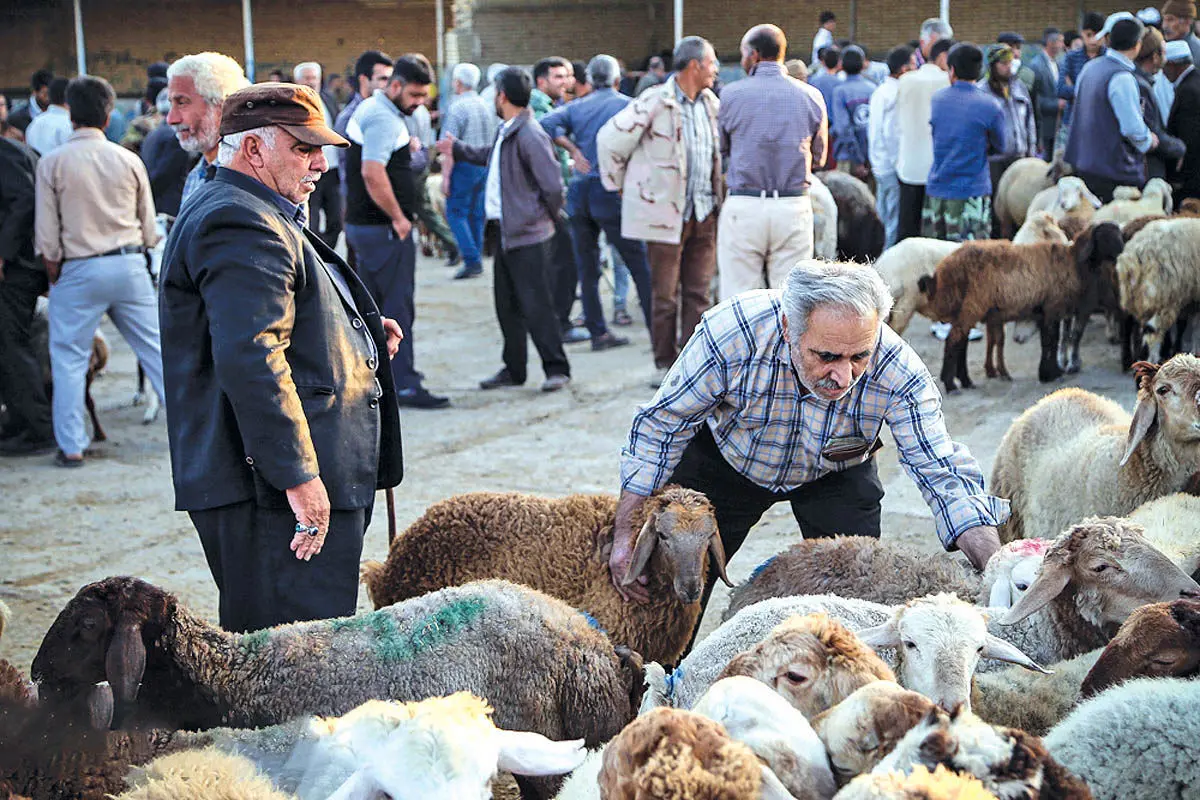 قیمت جدید گوسفند و گوساله زنده در بازار