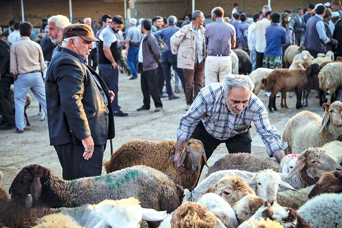 قیمت جدید گوسفند و گوساله زنده در بازار