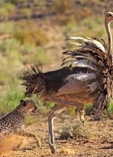 صحنه شگفت‌انگیز در حیات وحش؛ شترمرغ از یوزپلنگ پیشی گرفت