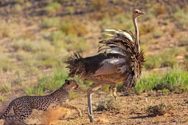 صحنه شگفت‌انگیز در حیات وحش؛ شترمرغ از یوزپلنگ پیشی گرفت