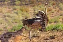 صحنه شگفت‌انگیز در حیات وحش؛ شترمرغ از یوزپلنگ پیشی گرفت