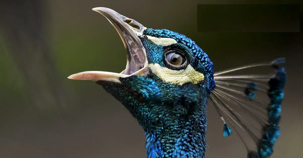 نجات یک طاووس پس از برق گرفتگی