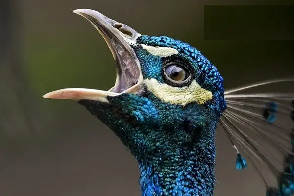 نجات یک طاووس پس از برق گرفتگی