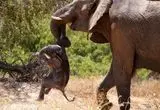 ویدئو؛ حمله فیل وحشی به اتوبوس در سریلانکا