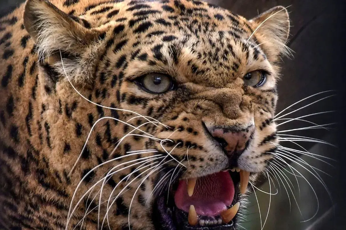 تصاویری تلخ از پلنگ به دنبال غذا در زباله‌دانی 