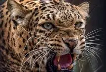 تصاویری تلخ از پلنگ به دنبال غذا در زباله‌دانی 