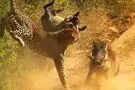  تلاش شجاعانه یک گراز برای نجات بچه‌اش از چنگ پلنگ