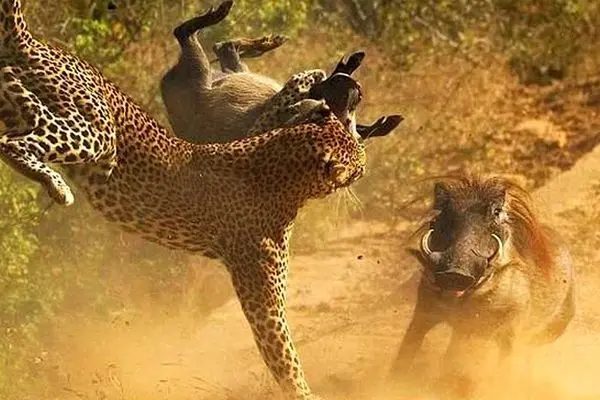  تلاش شجاعانه یک گراز برای نجات بچه‌اش از چنگ پلنگ