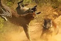  تلاش شجاعانه یک گراز برای نجات بچه‌اش از چنگ پلنگ