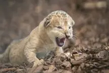 شیر نر، ستون فقرات یک توله را شکست