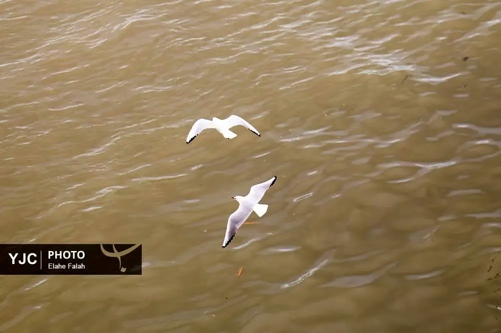 تصاویر؛ کاکایی‌ها؛ تماشایی‌ترین رفت‌وآمد زمستانی انزلی 16