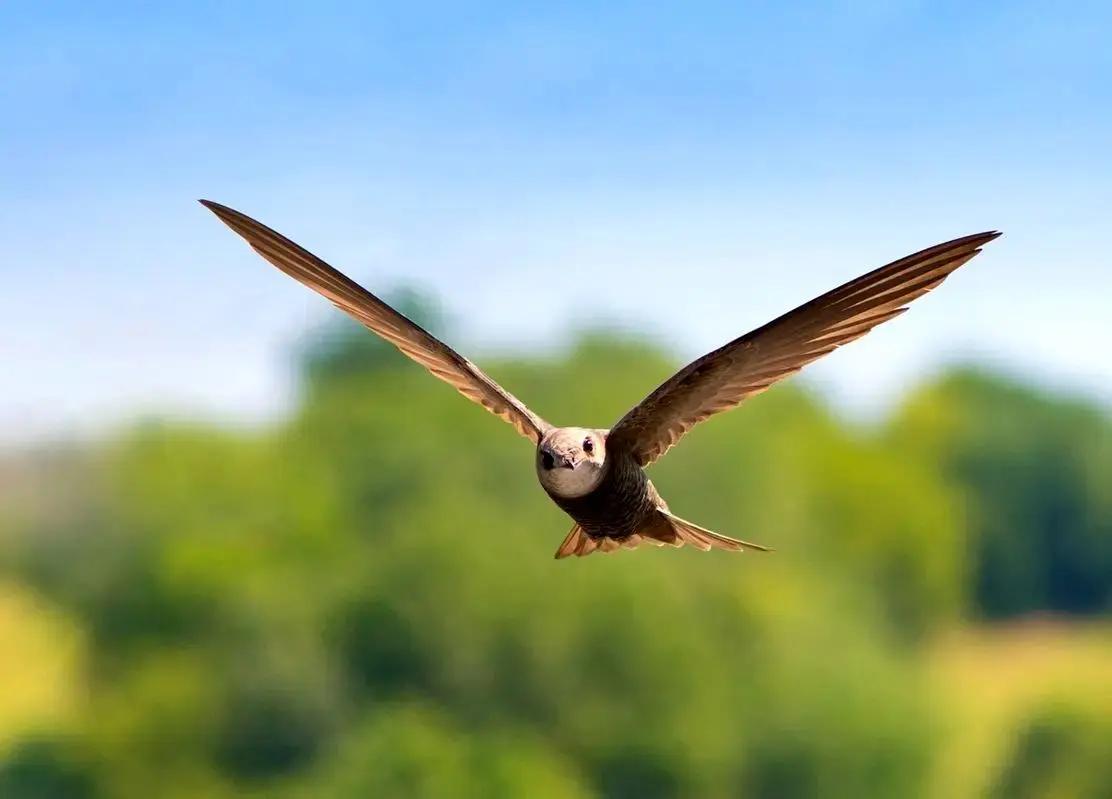 پرنده‌ای که ۱۰ ماه بدون توقف پرواز می‌کند!