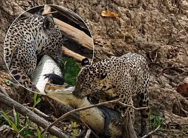 شکار بی‌رحمانه جگوار؛ کایمن در آب و خشکی هیچ شانسی ندارد