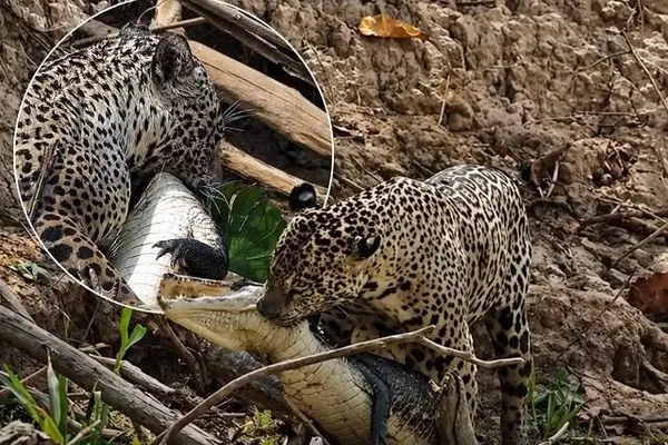 شکار بی‌رحمانه جگوار؛ کایمن در آب و خشکی هیچ شانسی ندارد