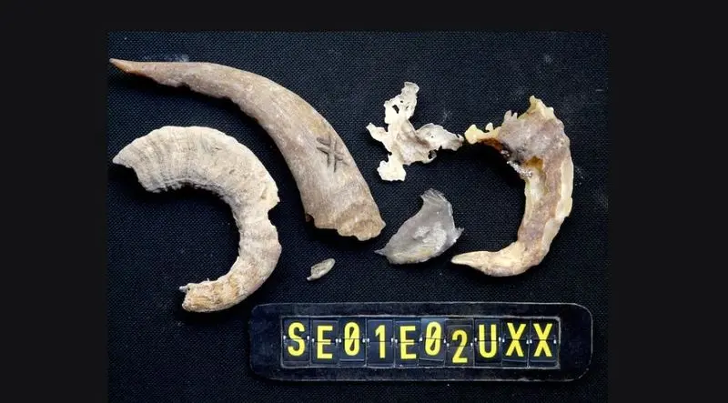 صندل ۶۵۰ ساله