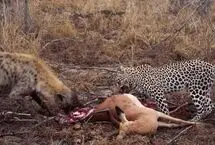 پلنگ شکار را از کفتار ربود و به بالای درخت برد