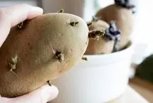 نحوه کاشت سیب زمینی در گلدان و باغچه