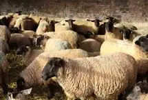 قیمت دام زنده امروز چهارشنبه 15 مرداد/ گوساله زنده در تهران و اصفهان چند؟
