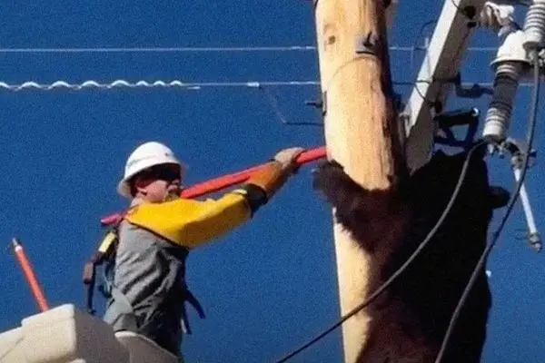 نجات یک خرس از خطر برق‌گرفتگی روی تیر برق