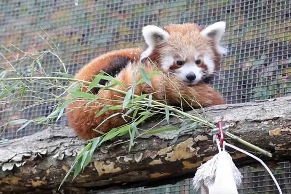 تجربه نخست برف برای پاندای‌های قرمز در باغ‌وحش ناکسویل 