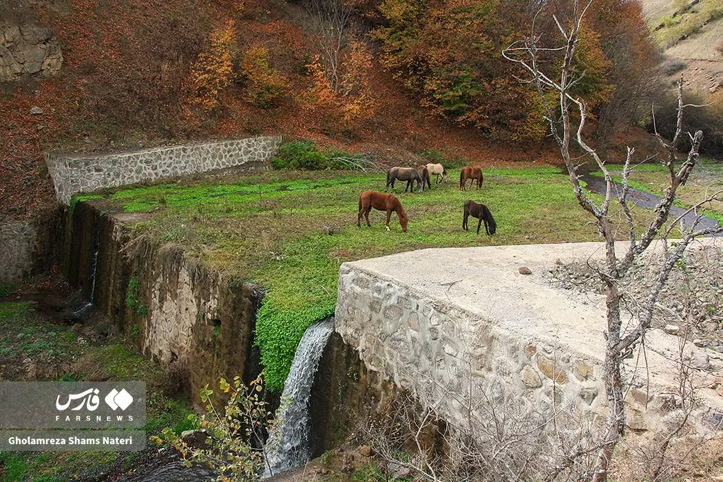 عکس صفحه گوشی پاییز