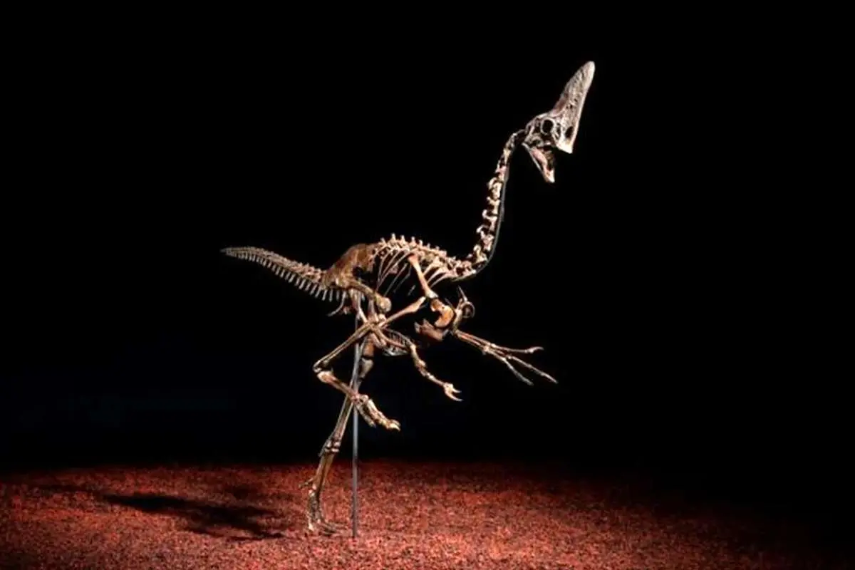 حراج اسکلت نادر یک دایناسور