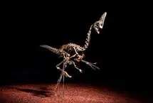 حراج اسکلت نادر یک دایناسور