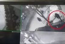 فیلم ضرب و شتم وحشتناک در بلوار دانشجو مشهد/ دو مهاجم با چماق مرد جوان را هدف گرفتند!