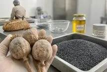 دستورالعمل کشت شقایق و شاهدانه صنعتی برای مصارف دارویی نهایی شد