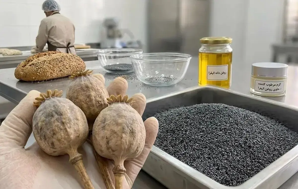 دستورالعمل کشت شقایق و شاهدانه صنعتی برای مصارف دارویی نهایی شد
