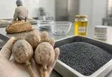 دستورالعمل کشت شقایق و شاهدانه صنعتی برای مصارف دارویی نهایی شد