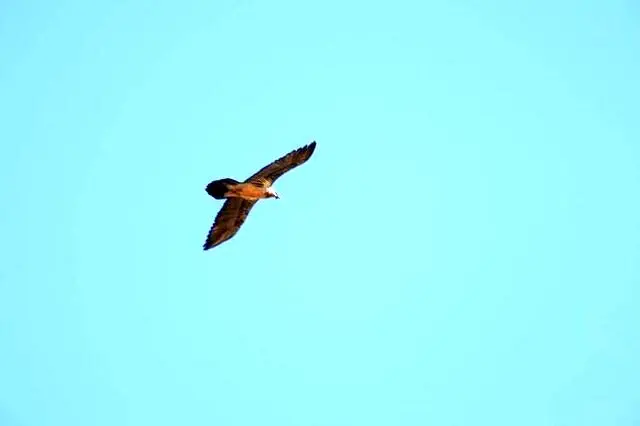 پرواز ۲ همای سعادت در پارک ملی صیدوا