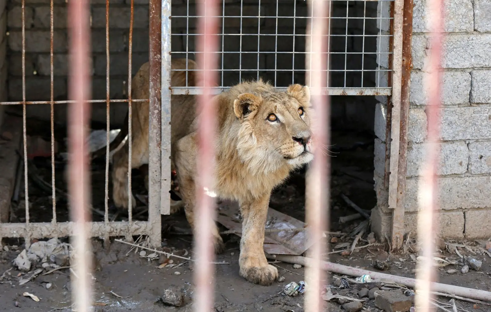 وخامت وضعیت «سیمبا»؛ شیرِ گرسنه غزه 