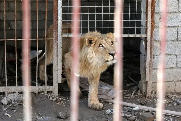 وخامت وضعیت «سیمبا»؛ شیرِ گرسنه غزه 