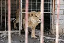 وخامت وضعیت «سیمبا»؛ شیرِ گرسنه غزه 