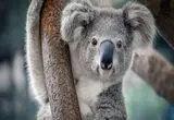 ببینید؛ نجات یک کوالا با چاشنی نصیحت پدربزرگانه!