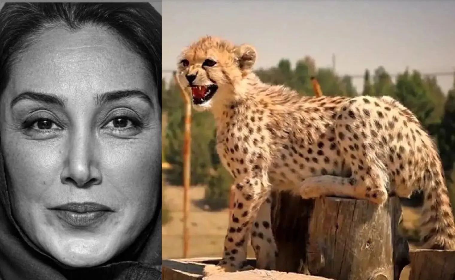 هدیه تهرانی دستمزد ۵ میلیاردی خود را صرف خرید قفس یوز ایرانی کرد! 