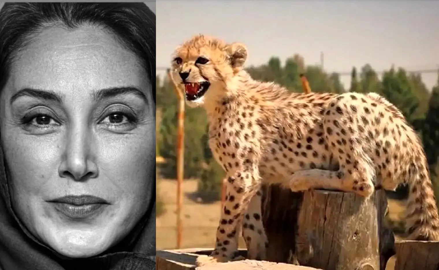 هدیه تهرانی دستمزد ۵ میلیاردی خود را صرف خرید قفس یوز ایرانی کرد! 