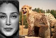 هدیه تهرانی دستمزد ۵ میلیاردی خود را صرف خرید قفس یوز ایرانی کرد! 