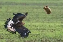 خرگوش با یک پشتک از حمله عقاب جان سالم به در برد