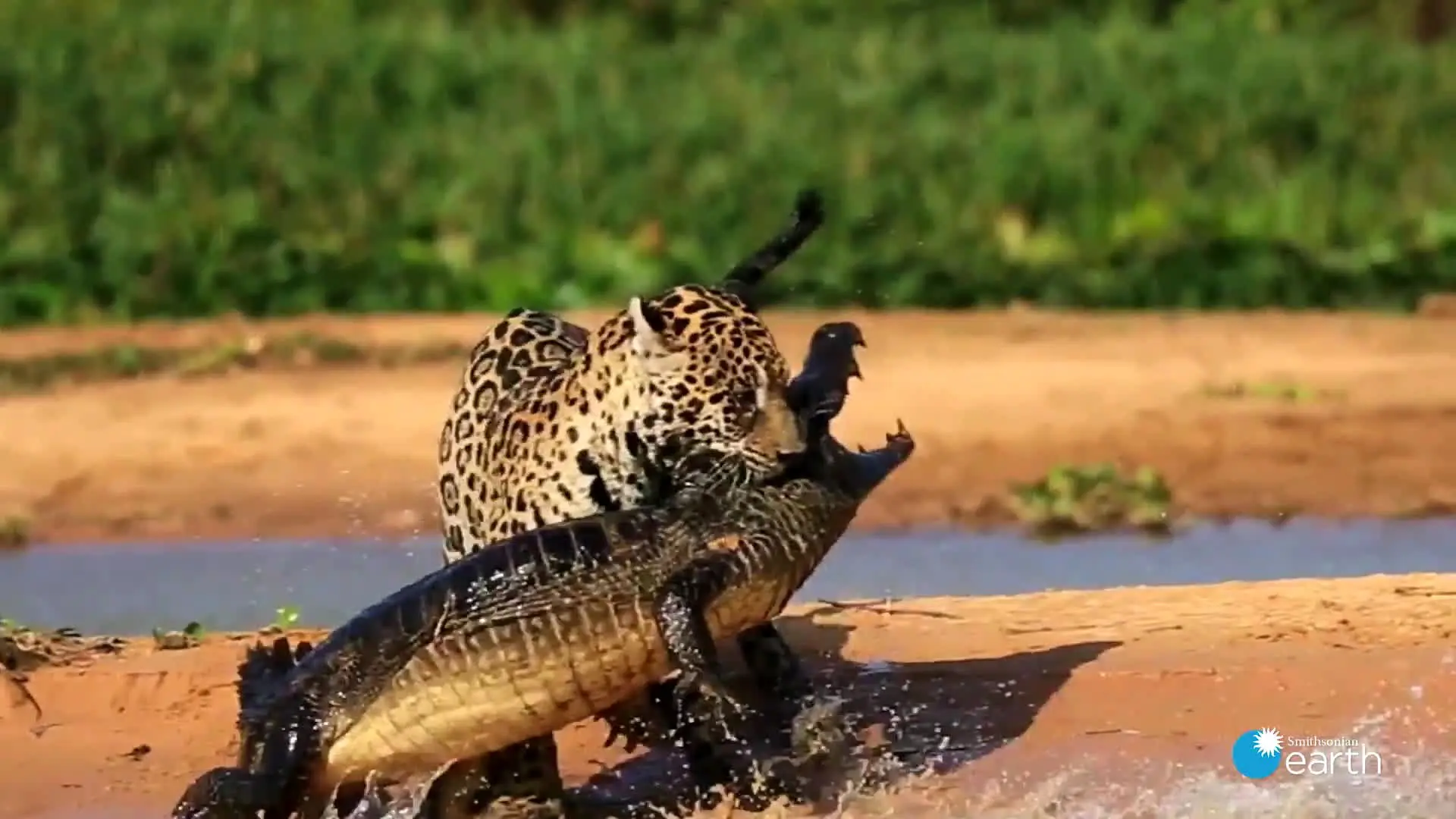 نبرد مرگ و زندگی؛ حمله جگوار به کایمن در طبیعت وحشی آمریکای جنوبی