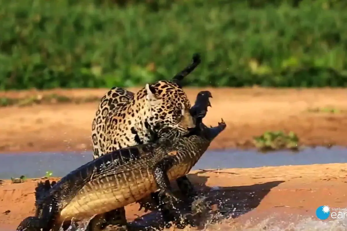 نبرد مرگ و زندگی؛ حمله جگوار به کایمن در طبیعت وحشی آمریکای جنوبی