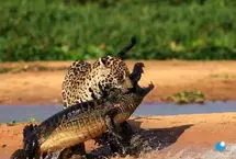 نبرد مرگ و زندگی؛ حمله جگوار به کایمن در طبیعت وحشی آمریکای جنوبی