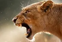 حتی سلطان جنگل هم از صدای انسان می ترسد!