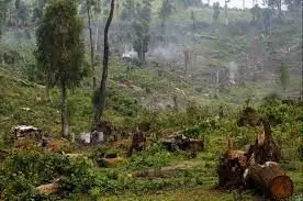 وقتی زودپز برقی ناجی گوریل‌ها می‌شود!