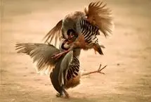 تصاویر؛ نبرد کبک‌ها؛ سنت کهن کُردی