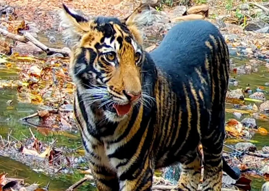 جهش ژنتیکی نادر در میان ببرهای هند