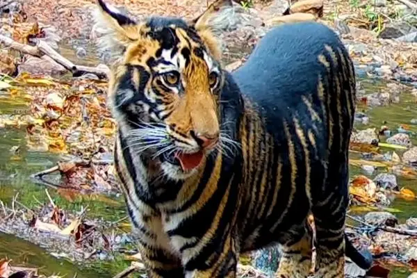 جهش ژنتیکی نادر در میان ببرهای هند