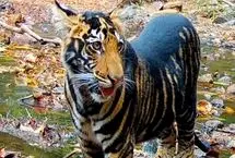 جهش ژنتیکی نادر در میان ببرهای هند